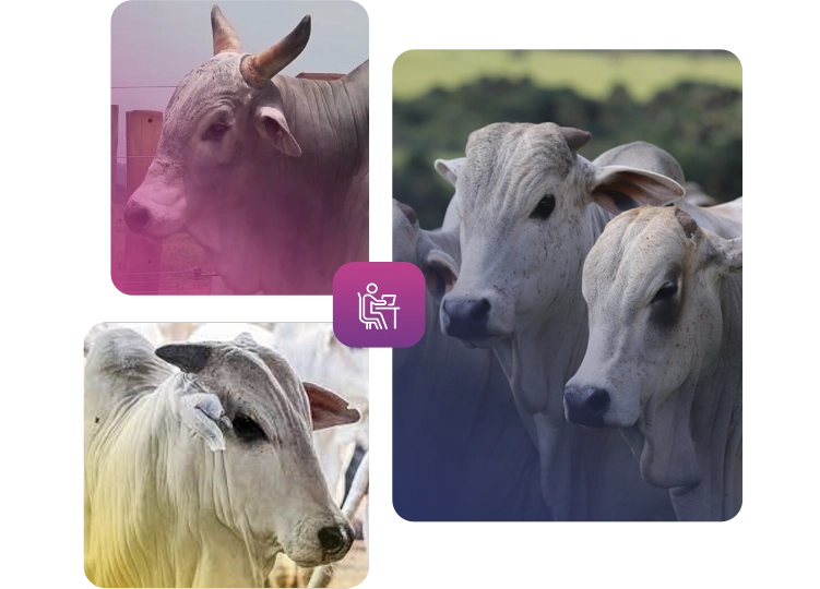 Indicadores na Pecuária: da coleta de dados à geração de indicadores